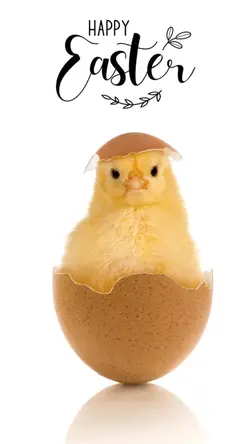 Happy Easter ๐ฃ