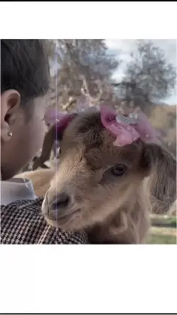 Qurbani