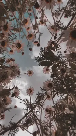 Tiktok / erhanlyrics