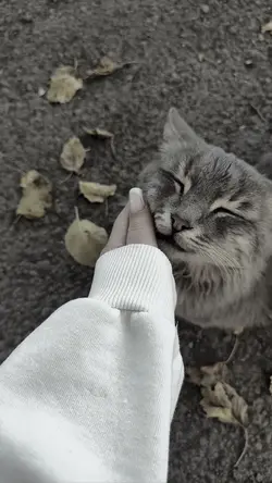 Kedi sevimli