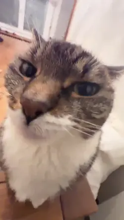 MEME KUCING + SAYANG