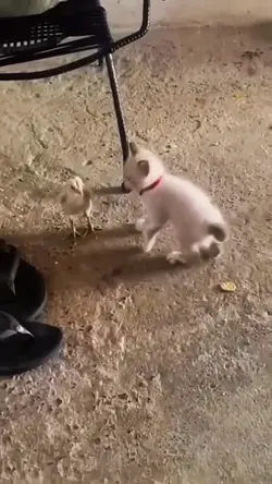 Funny Video
