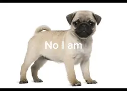 Best dog