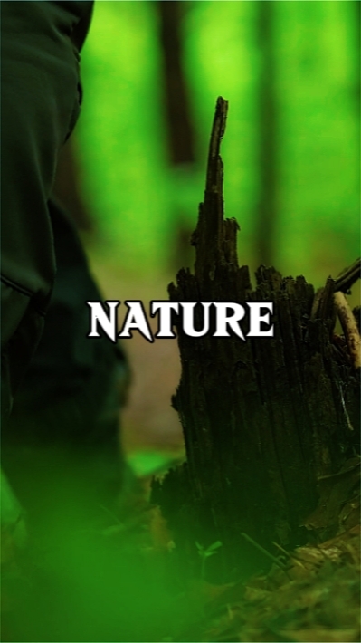 Nature Forest