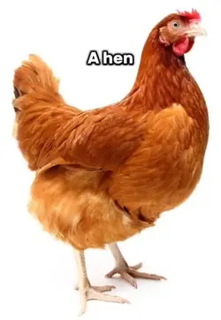 Hen Pen Ten