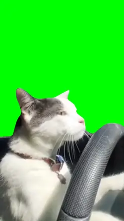 Cat driving car meme