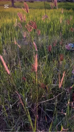 #សុំចិត្តកុំល្អៀង🎼🍂