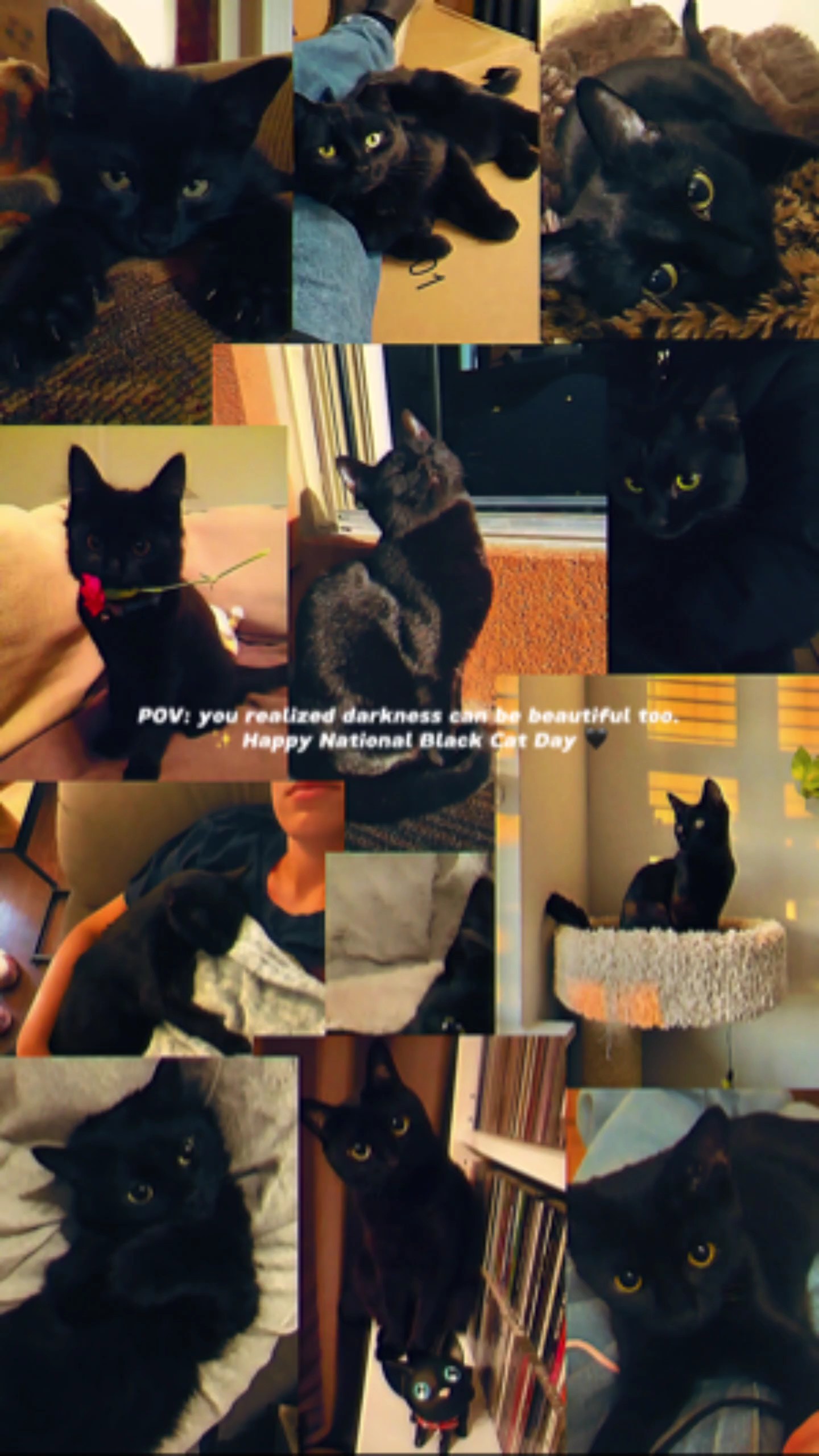 Día del Gato Negro