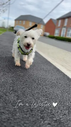 I’m a westie