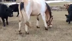 Horse with cows 