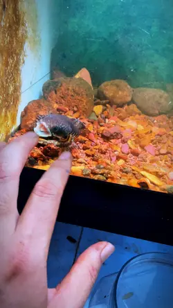 Mẫu Lóc Nữ Hoàng