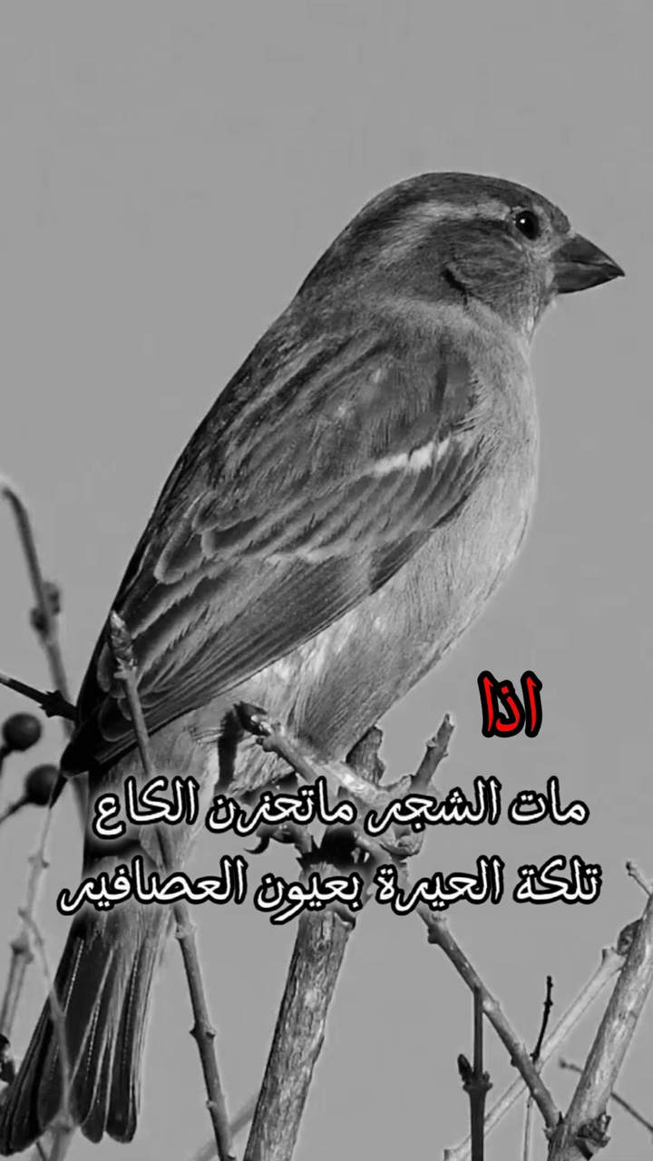 #اخر _عبارة_نسختها