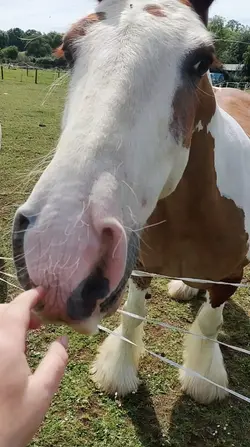 Rory the 14.2hh cob