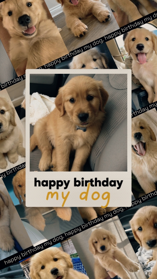 HPBD my dog 