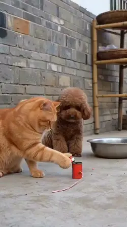 Gato explosivo