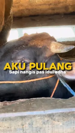 SAPI QURBAN