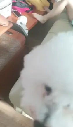 공약