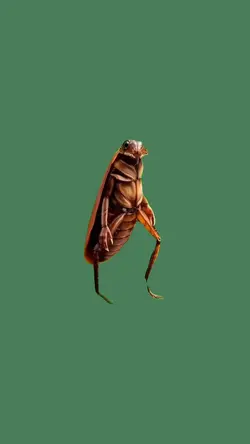 dancing cockroach