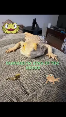 pancake