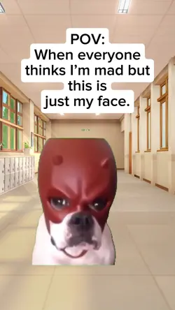 dog wearing mask