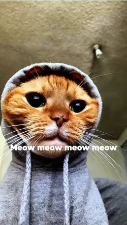 Meow meow 
