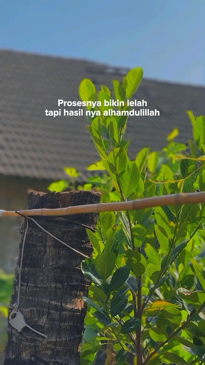 allhamdulilah