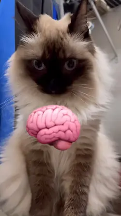 I don’t get it?!? 😼🧠