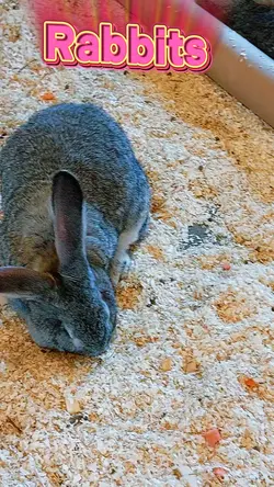 Rabbits