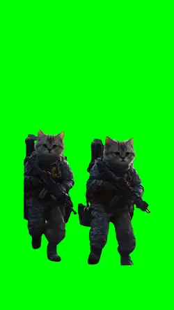 CAT IN ARMY