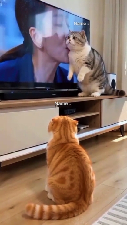Lustige Katze