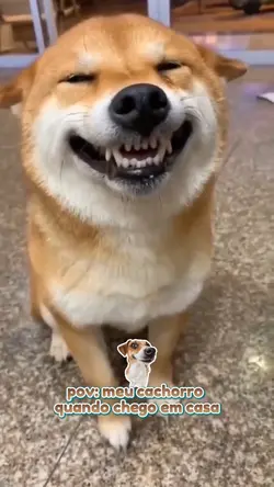 meu cachorro