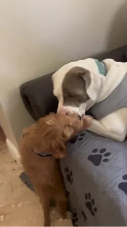 Kissing not biting