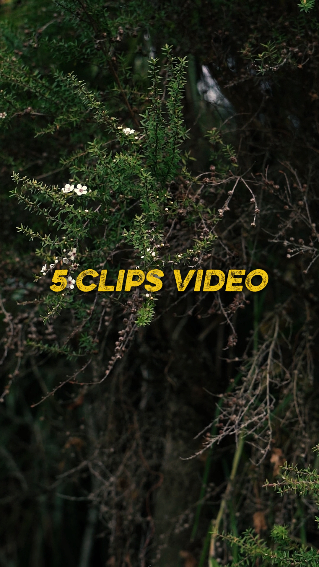 Cinématique 5 Vidéo