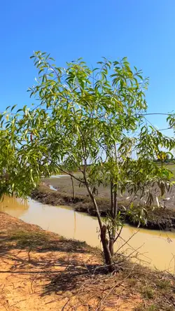 ខ្ទមចាស់ចាំអូន