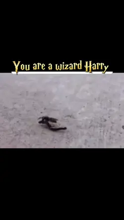 You are a wizard