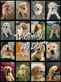 Birthday dog