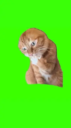 orange cat cute