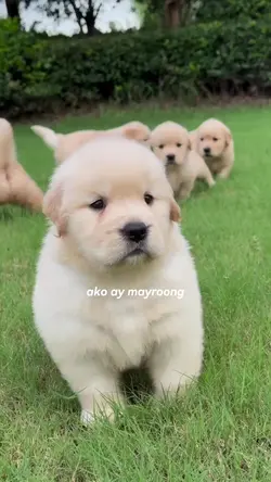 Alagang aso