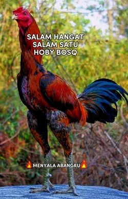 salam satu hoby bosq