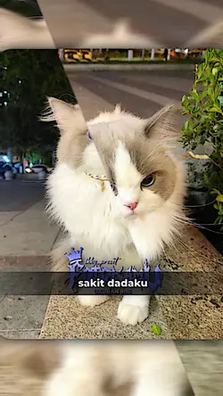 BISMILLAH JADI TREND