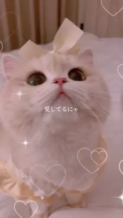 猫テンプレート