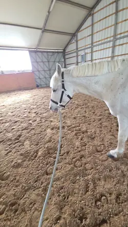 go upp//horse slowmo