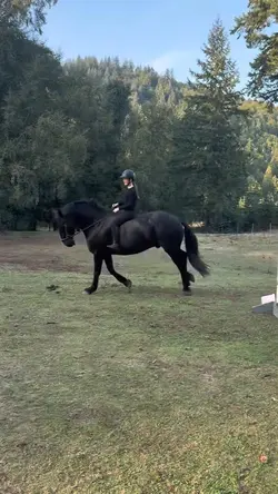 halle nd echo!