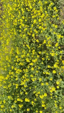 Mẫu 4 video buồn