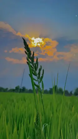 nature aesthetic