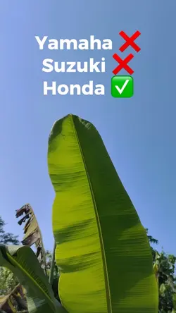 Trend Honda
