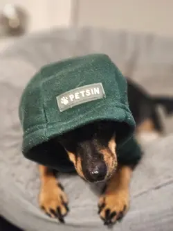 doggie dog bama
