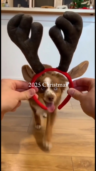 Mascota navideña