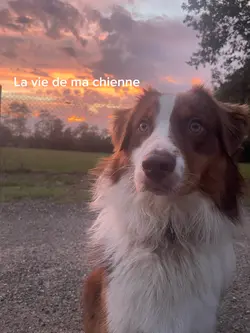 La vie de ma chienne