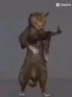 cat soldier